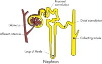 NEPHRON.CMX