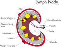 LYMPHN.CMX