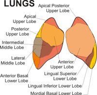 LUNGS.CMX