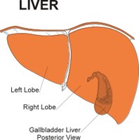 LIVER.CMX