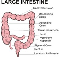 LGINTEST.CMX