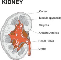 KIDNEY.CMX