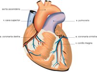 HEART2.CMX