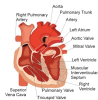HEART1.CMX
