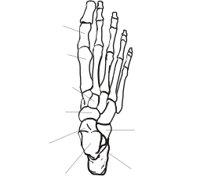 FOOT.CMX