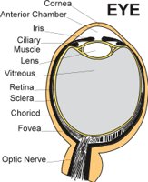 EYE.CMX