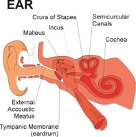 EAR.CMX