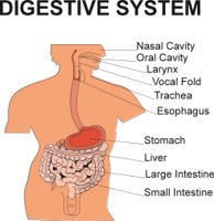 DIGESTIV.CMX