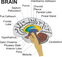 BRAIN.CMX