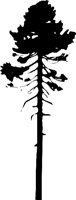 TREEN018.CMX