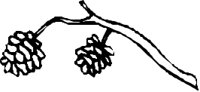 TREEN008.CMX