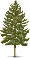 SPRUCE2.CMX