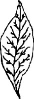 LEAFN026.CMX