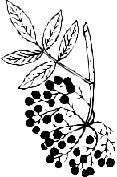 LEAFN025.CMX
