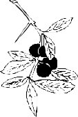 LEAFN024.CMX
