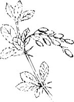 LEAFN023.CMX