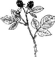 LEAFN022.CMX