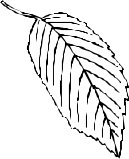 LEAFN021.CMX