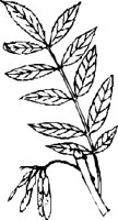 LEAFN020.CMX