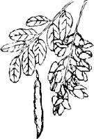 LEAFN019.CMX