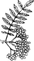 LEAFN018.CMX