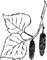 LEAFN017.CMX