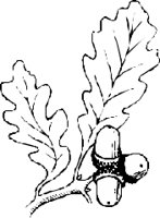 LEAFN016.CMX