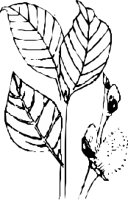 LEAFN015.CMX