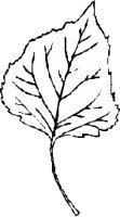 LEAFN014.CMX