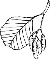 LEAFN013.CMX