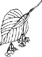 LEAFN011.CMX