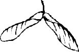 LEAFN010.CMX
