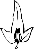 LEAFN008.CMX