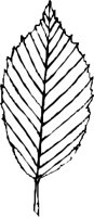 LEAFN007.CMX