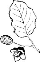 LEAFN006.CMX