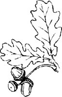LEAFN005.CMX