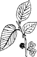 LEAFN004.CMX