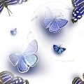 BTTRFLY5.JPG