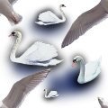 SWANS2.JPG