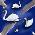 SWANS.JPG