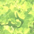 LETTUCE2.JPG