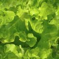 LETTUCE1.JPG