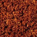 CHILI.JPG