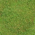 TURF.JPG