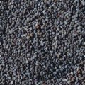 SEEDS.JPG