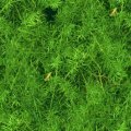 SEAWEED.JPG