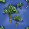 PLMTREES.JPG