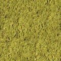 OREGANO.JPG