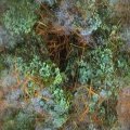 MOSS1.JPG
