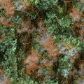 MOSS.JPG